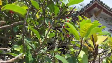 Vietnam Danang Mermer Dağları Mermer Dağlar 'daki Am Phu Mağarası' ndaki kutsal tapınağın içi. Vietnam Danang 08.09.2025