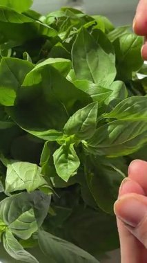 Fesleğen yaprakları tutan bir kadının elleri. Fesleğeni tutan eller