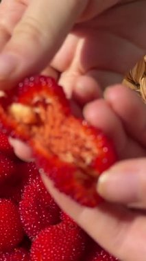 Tibet ahududu Justina böğürtlenli böğürtlenli böğürtlen. Yeşil yapraklı ve meyveli kırmızı egzotik sağlıklı Tibet ahududu. Yüksek kalite 4k görüntü