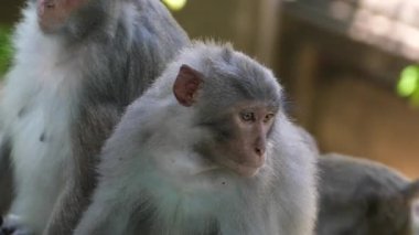 İki maymun, gür yeşil yapraklarla çevrili tropikal bir ormanda, taştan bir çıkıntıda birlikte oturuyorlar. Biri diğerini tımar ediyor gibi görünüyor, vahşi doğada doğal sosyal davranışlar sergiliyor.. 