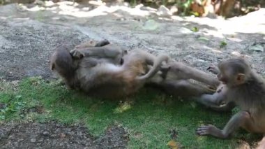 Maymunlar eğlenceli bir şekilde güreş tutarlar. Çimenli bir hayvanat bahçesinde eğlenceli bir güreş. Ticari lisans ve editoryal kullanım için tam mülkiyet izni ile yakalandı. 