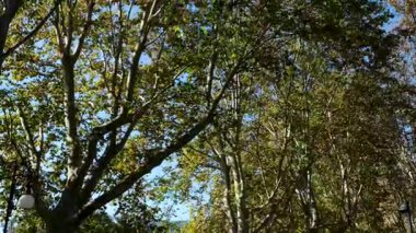 Bereketli yeşil ağaç tepelerinin canlı bir görüntüsü berrak mavi gökyüzüne karşı, doğanın güzelliğini ve sükunetini yakalıyor. Yüksek kalite 4k görüntü