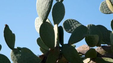 Çarpıcı pembe kaktüsler parlak mavi gökyüzüne karşı çiçek açar. Nefes kesici bir çöl manzarası. Çiçek açan açık doğa bitkisi kır çiçeği çöl kaktüsü çiçeği yaz mevsimi. Yüksek kalite 4k 