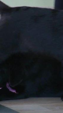 Parktaki bankta köpeğiyle oynayan ve oturan mutlu Asyalı genç kadın. Hayvan sevici kavramı. Yüksek kalite 4k görüntü