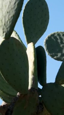 Çarpıcı pembe kaktüsler parlak mavi gökyüzüne karşı çiçek açar. Nefes kesici bir çöl manzarası. Çiçek açan açık doğa bitkisi kır çiçeği çöl kaktüsü çiçeği yaz mevsimi. Yüksek kalite 4k 