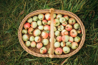 Elmalar sonbaharda tahta masada.