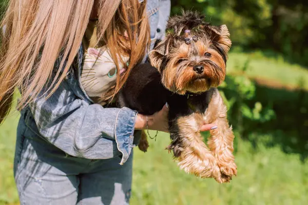 Ormanda küçük köpeği Yorkshire Teriyeri olan bir kız.