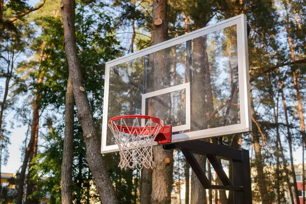 Ormanda basketbol potası