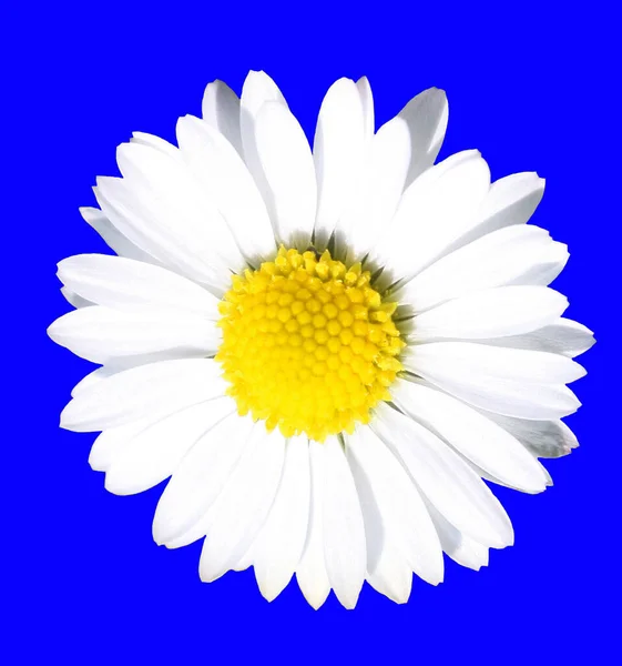 Квітка Ромашки Синьому Фоні — стокове фото