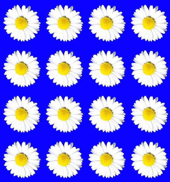 Naadloos Patroon Van Witte Madeliefjesbloem Geïsoleerd Blauwe Achtergrond Bloemenpatroon Bloemenpatroon — Stockfoto