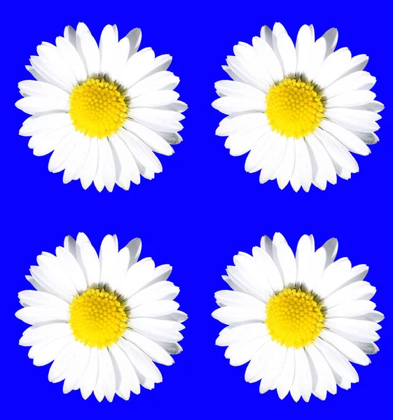 White Daisy Blue Background — Stock Photo, Image