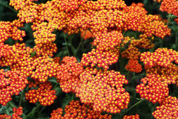 Flores Coloridas Hermosas Brillantes Fondo Del Jardín —  Fotos de Stock