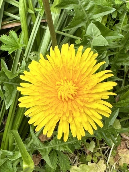 Yellow Dandelion Green Grass — Stock Photo, Image