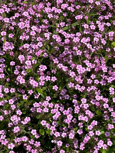 绿草背景上的紫色水草花 — 图库照片