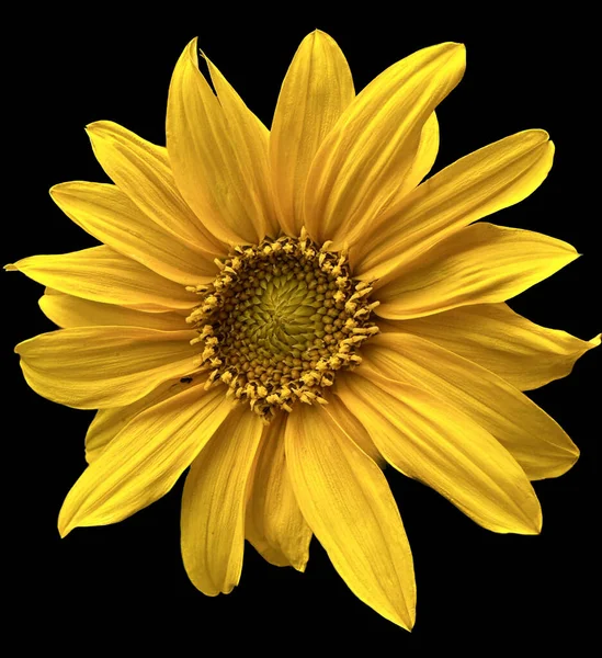 Close Sunflower Water Drops — Stock Photo, Image