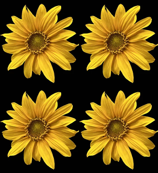 Квітка Соняшнику Чорному Фоні — стокове фото