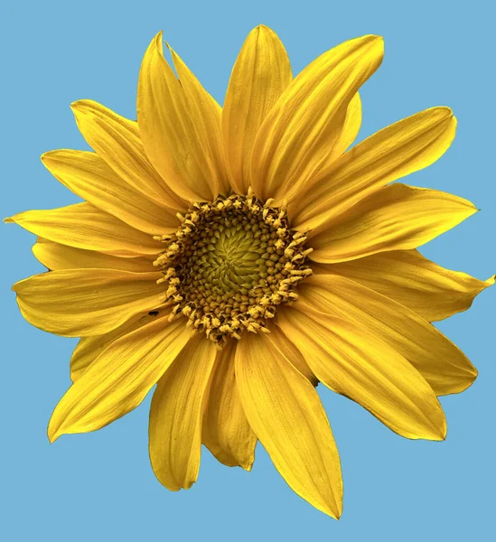 Крупним Планом Жовтий Соняшник Синьому Фоні — стокове фото