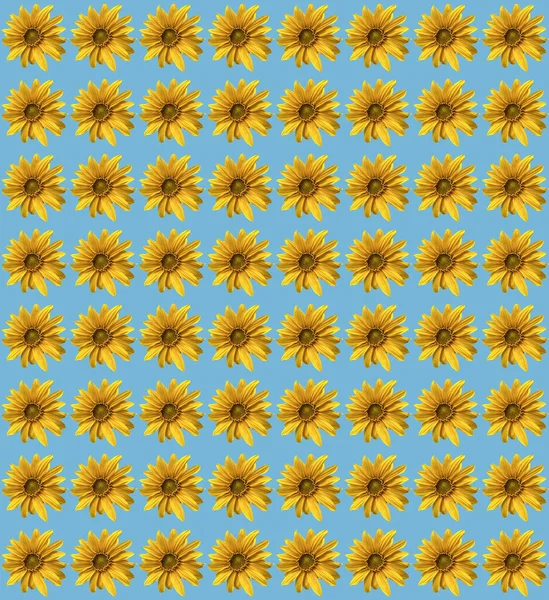 Wzór Słonecznikiem Niebieskim Tle — Zdjęcie stockowe