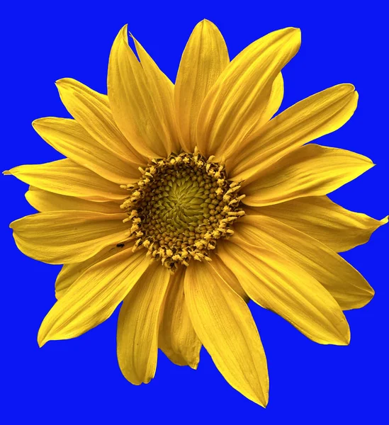 Жовтий Соняшник Синьому Фоні — стокове фото