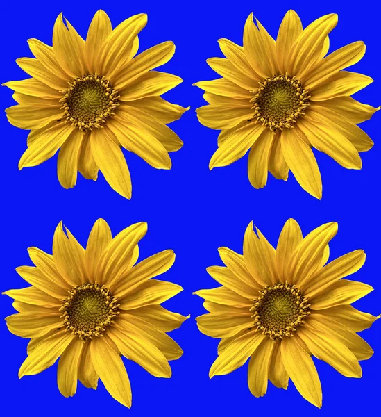 Zonnebloemen Met Blauwe Achtergrond — Stockfoto