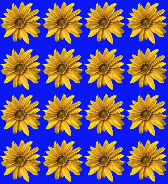Seamless Pattern Yellow Sunflowers Blue Background Top View Flat Lay — Stock Photo, Image