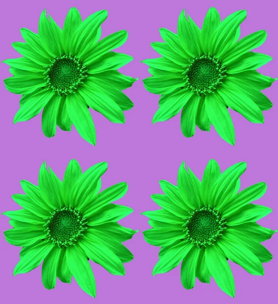 Seamless Pattern Multi Coloured Sunflowers — Stock Photo, Image