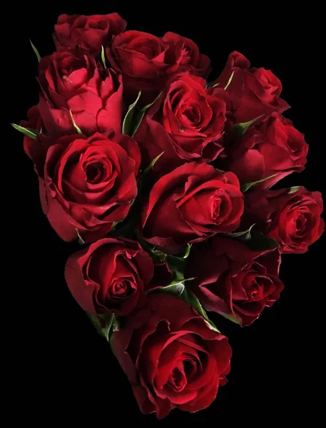 Красиві Червоні Троянди Чорному Тлі — стокове фото
