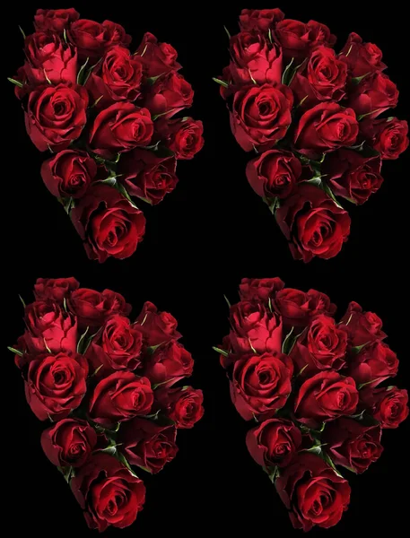 黑色背景上美丽的红玫瑰 — 图库照片