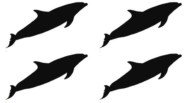 Set Van Zwarte Dolfijn Silhouetten — Stockfoto