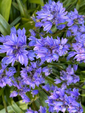 Bahçedeki güzel mavi çan çiçekleri