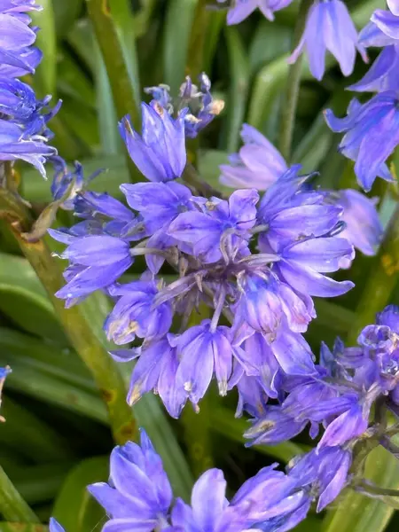 Schöne Blaue Glockenblumen Garten Stockbild