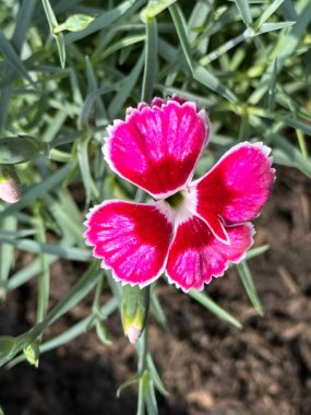 pembe bir Karanfil çiçeği yakın çekim 