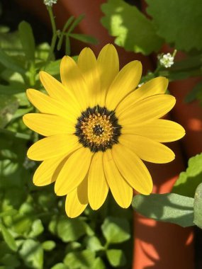 Bahçede sarı Afrika papatyası çiçeği