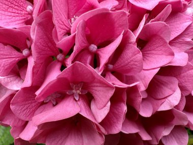 Bahçedeki pembe çiçek