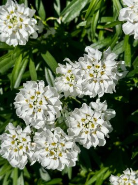 Bahçede beyaz çiçekler