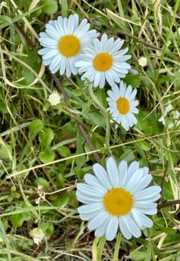 Çimlerde güzel papatya