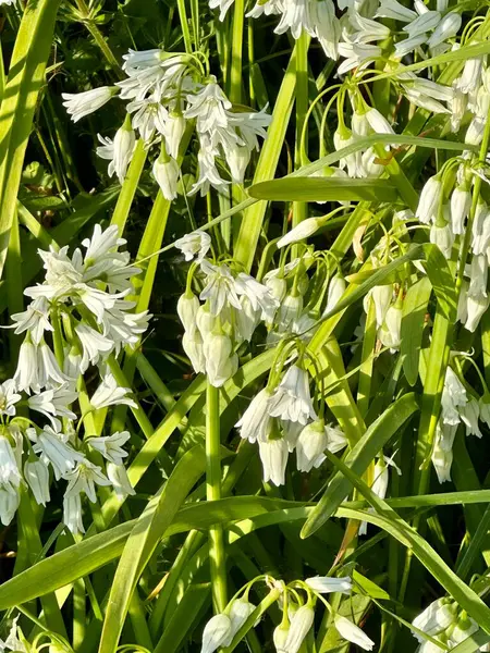 Otların arasında beyaz bir çiçek