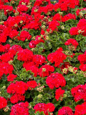 Bahçedeki güzel çiçekler