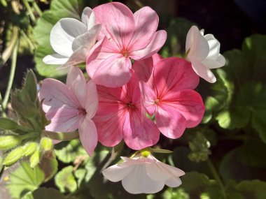 pembe ve beyaz çiçekler