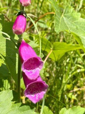 Bahçedeki güzel pembe çiçekler