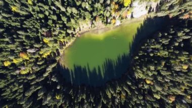 Ormanda bir gölet. Orman gölünün üzerinden uçmak. Yüksek kalite 4k görüntü