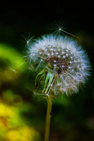 Rüzgarda savrulan narin tohumları olan bir karahindiba tohumu kafasının yakın çekimi..