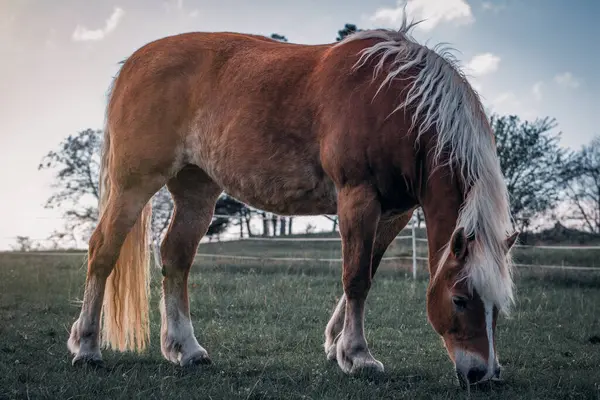 Çek Cumhuriyeti 'nin kırsal kesimindeki çayırlarda otlayan sarı yeleli kahverengi atlı..