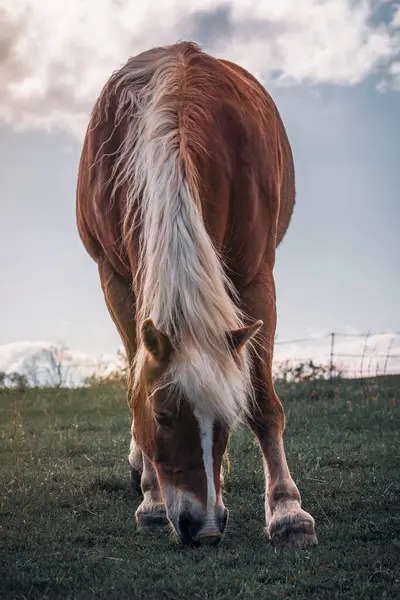 Çek Cumhuriyeti 'nin kırsal kesimindeki çayırlarda otlayan sarı yeleli kahverengi atlı..