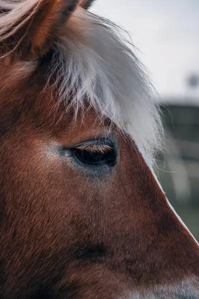 Kahverengi bir atın gözünün ve kafasının yarısının yakın çekimi..