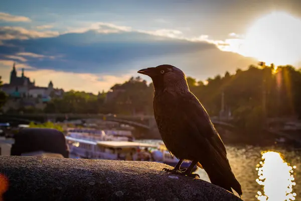 Çek Cumhuriyeti Prag 'da gün batımında su kenarında taş bir duvara tünemiş bir kuşun yakın çekimi.