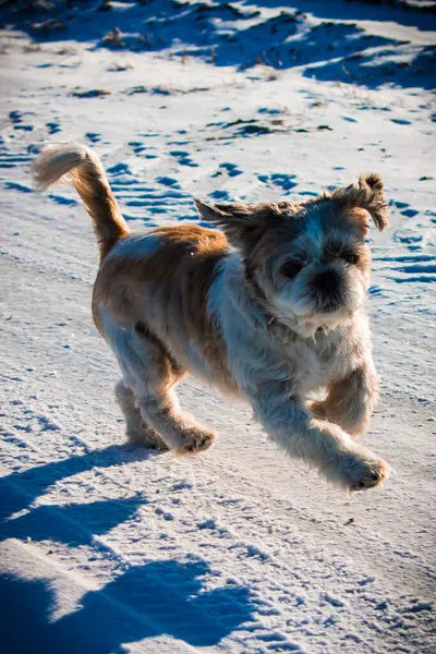 Küçük beyaz Shih Tzu köpeği oynuyor ve taze karda koşuyor..