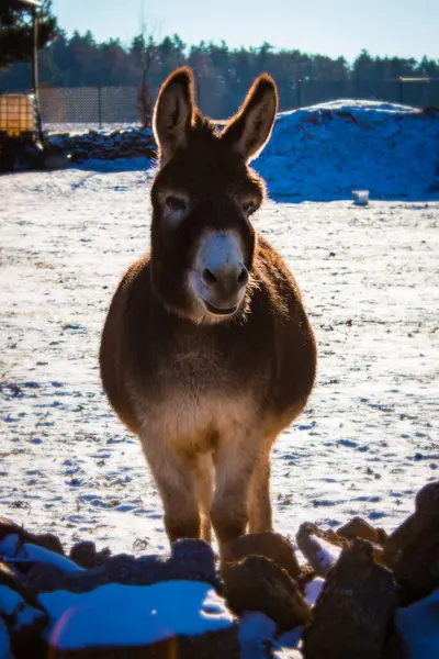 Eşek karlı bir kış gününde dışarıda duruyor..