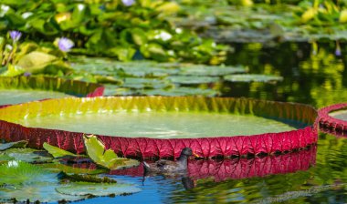Nilüfer çiçeği Victoria amazonica Parlak gün ışığında bir gölette