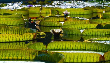 Nilüfer çiçeği Victoria amazonica Parlak gün ışığında bir gölette